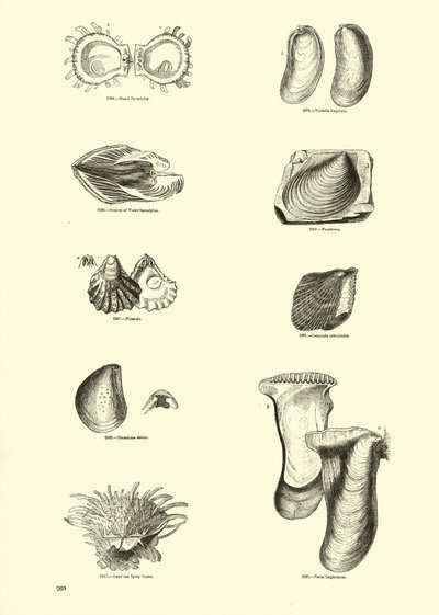 Side fra The Pictorial Museum of Animated Nature av English School