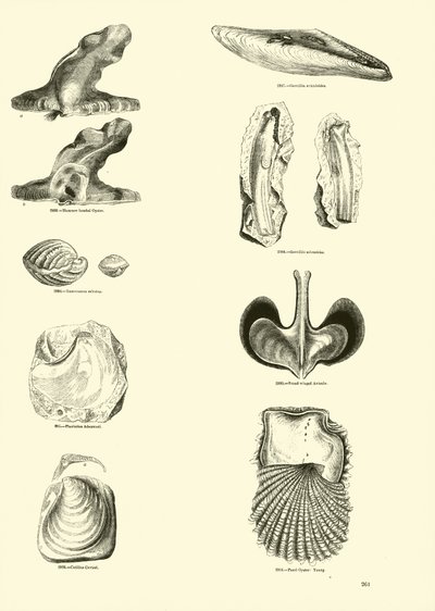 Side fra The Pictorial Museum of Animated Nature av English School