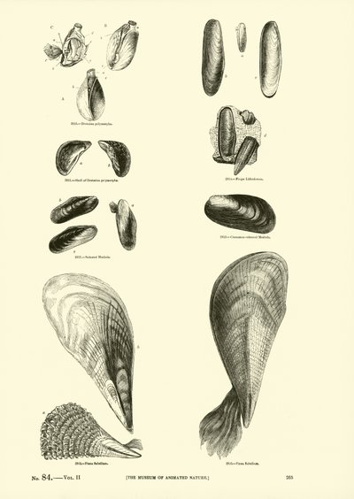Side fra The Pictorial Museum of Animated Nature av English School