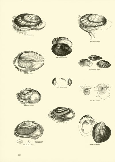 Side fra The Pictorial Museum of Animated Nature av English School