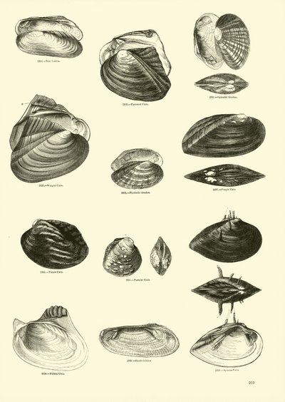 Side fra The Pictorial Museum of Animated Nature av English School