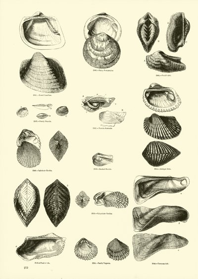 Side fra The Pictorial Museum of Animated Nature av English School