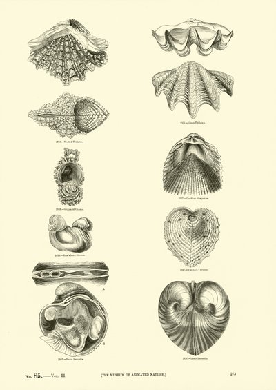 Side fra The Pictorial Museum of Animated Nature av English School