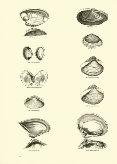 Side fra The Pictorial Museum of Animated Nature av English School