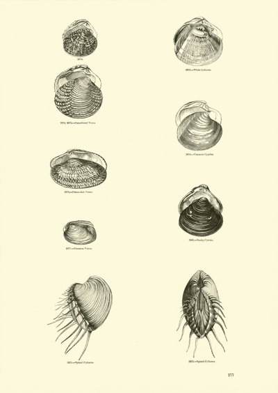 Side fra The Pictorial Museum of Animated Nature av English School