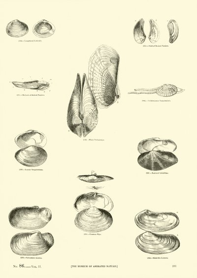Side fra The Pictorial Museum of Animated Nature av English School