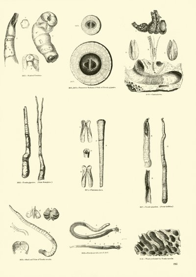 Side fra The Pictorial Museum of Animated Nature av English School