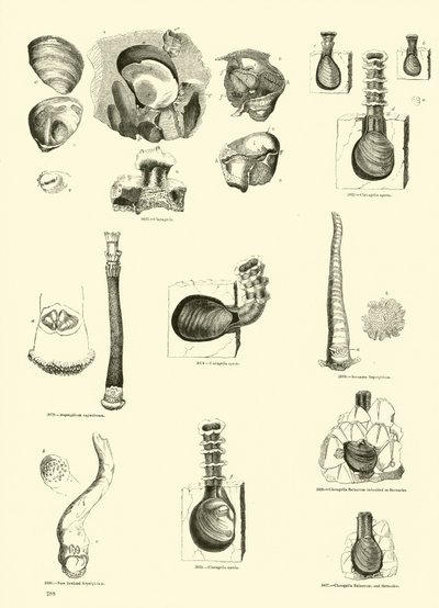 Side fra The Pictorial Museum of Animated Nature av English School
