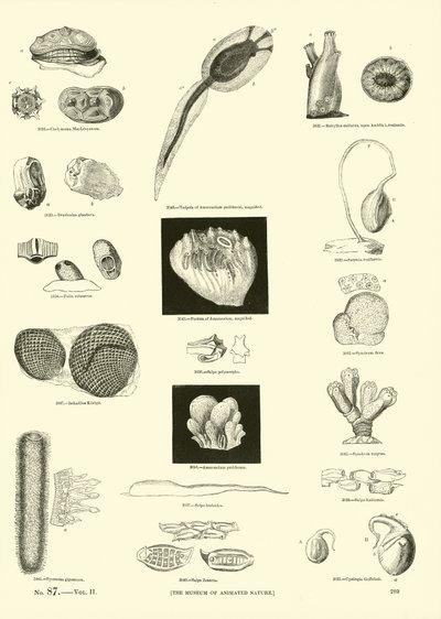 Side fra The Pictorial Museum of Animated Nature av English School