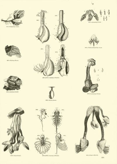 Side fra The Pictorial Museum of Animated Nature av English School