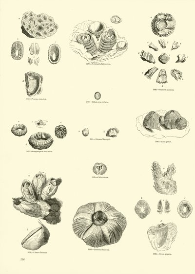 Side fra The Pictorial Museum of Animated Nature av English School