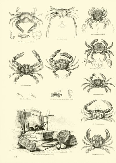 Side fra The Pictorial Museum of Animated Nature av English School