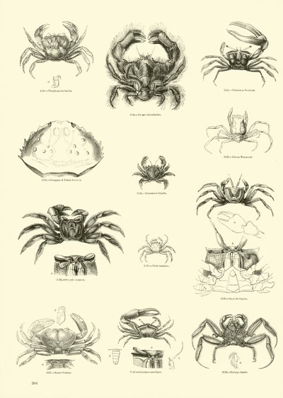 Side fra The Pictorial Museum of Animated Nature av English School