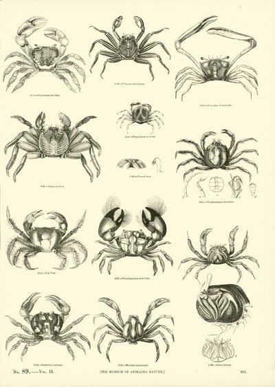 Side fra The Pictorial Museum of Animated Nature av English School