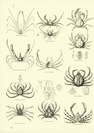 Side fra The Pictorial Museum of Animated Nature av English School