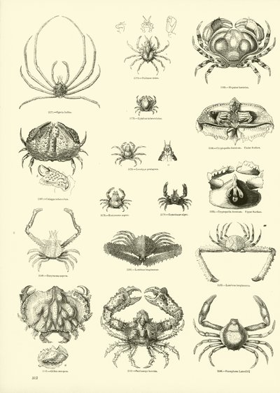 Side fra The Pictorial Museum of Animated Nature av English School