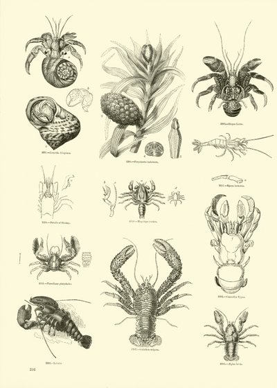 Side fra The Pictorial Museum of Animated Nature av English School