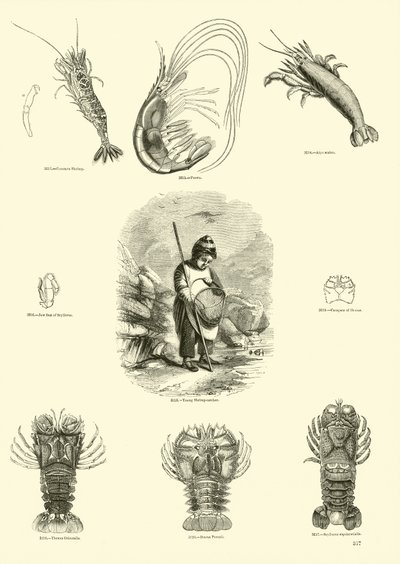Side fra The Pictorial Museum of Animated Nature av English School