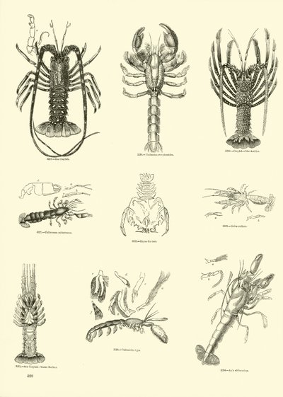Side fra The Pictorial Museum of Animated Nature av English School