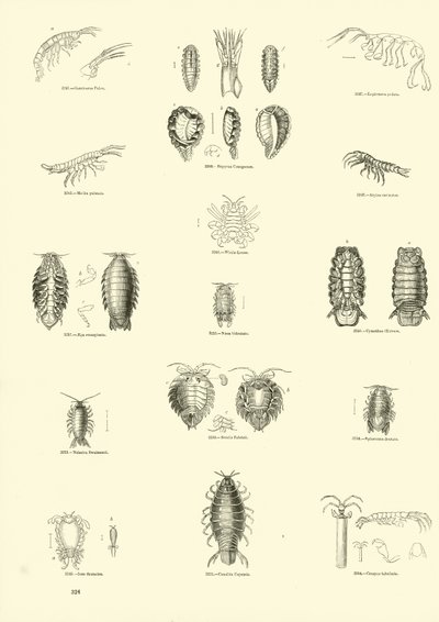 Side fra The Pictorial Museum of Animated Nature av English School