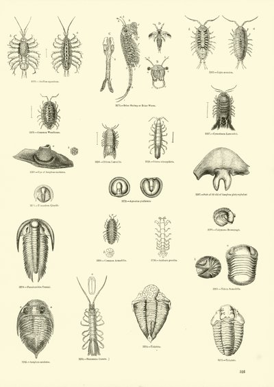 Side fra The Pictorial Museum of Animated Nature av English School