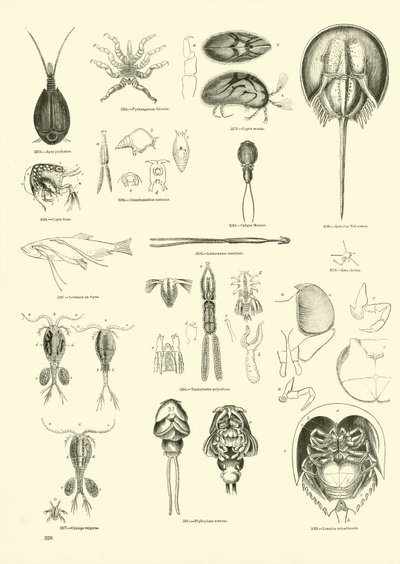 Side fra The Pictorial Museum of Animated Nature av English School
