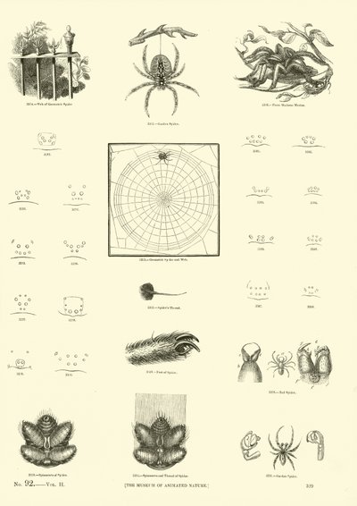 Side fra The Pictorial Museum of Animated Nature av English School