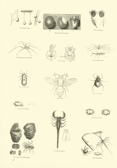 Side fra The Pictorial Museum of Animated Nature av English School