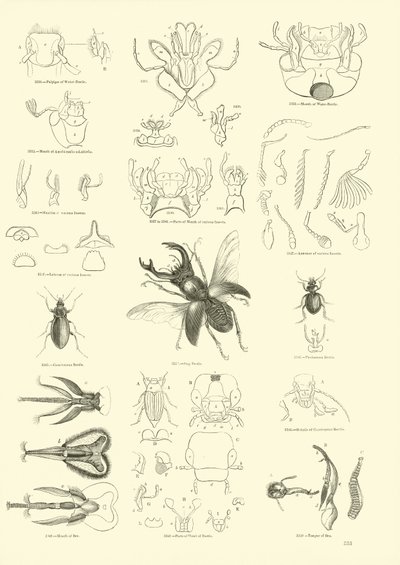 Side fra The Pictorial Museum of Animated Nature av English School