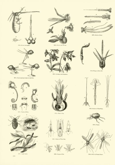 Side fra The Pictorial Museum of Animated Nature av English School