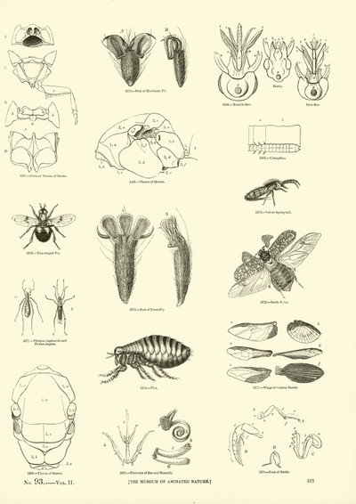 Side fra The Pictorial Museum of Animated Nature av English School