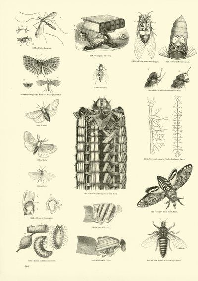 Side fra The Pictorial Museum of Animated Nature av English School