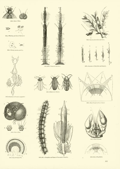 Side fra The Pictorial Museum of Animated Nature av English School
