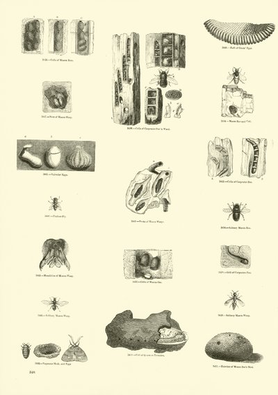 Side fra The Pictorial Museum of Animated Nature av English School