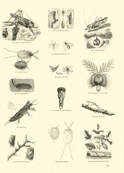 Side fra The Pictorial Museum of Animated Nature av English School