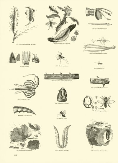 Side fra The Pictorial Museum of Animated Nature av English School
