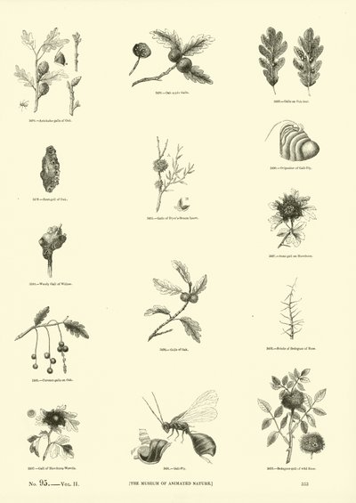 Side fra The Pictorial Museum of Animated Nature av English School