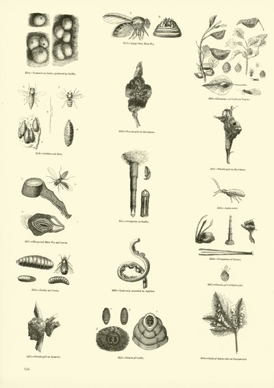 Side fra The Pictorial Museum of Animated Nature av English School