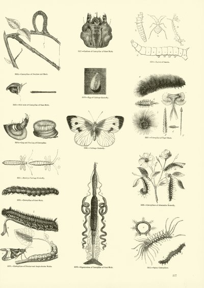 Side fra The Pictorial Museum of Animated Nature av English School