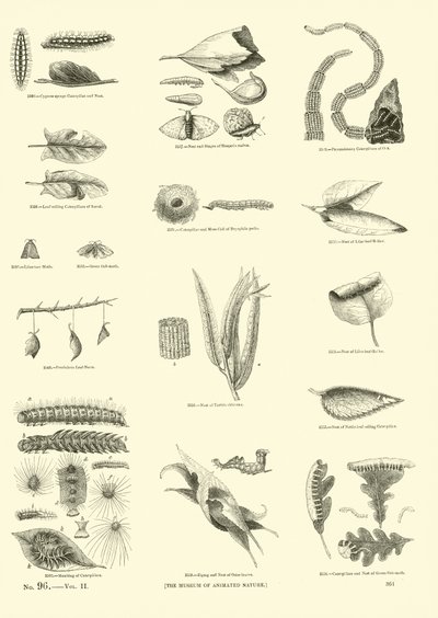 Side fra The Pictorial Museum of Animated Nature av English School