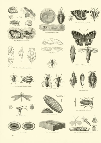 Side fra The Pictorial Museum of Animated Nature av English School