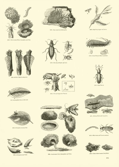 Side fra The Pictorial Museum of Animated Nature av English School