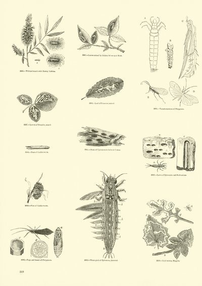 Side fra The Pictorial Museum of Animated Nature av English School