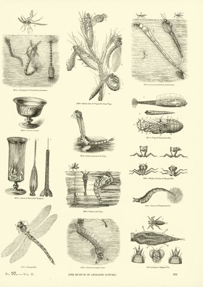 Side fra The Pictorial Museum of Animated Nature av English School