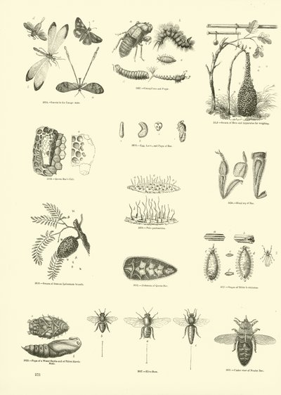 Side fra The Pictorial Museum of Animated Nature av English School