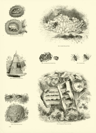 Side fra The Pictorial Museum of Animated Nature av English School