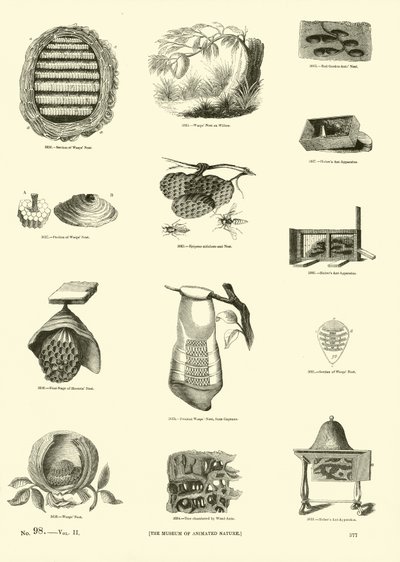 Side fra The Pictorial Museum of Animated Nature av English School