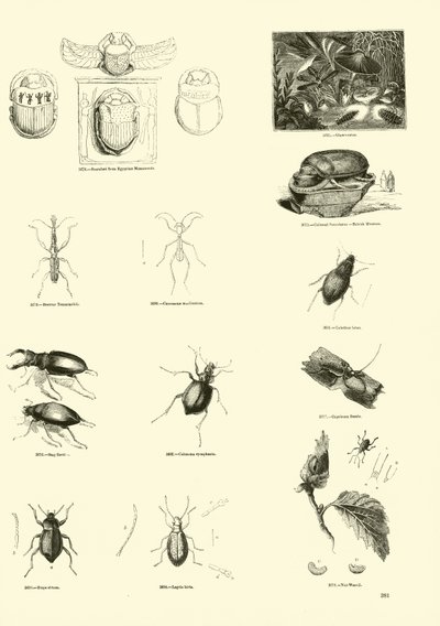 Side fra The Pictorial Museum of Animated Nature av English School