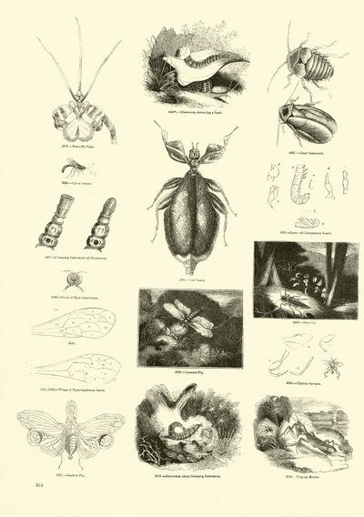 Side fra The Pictorial Museum of Animated Nature av English School
