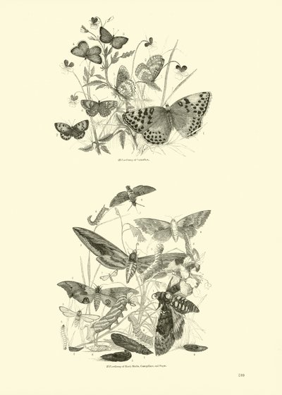 Side fra The Pictorial Museum of Animated Nature av English School
